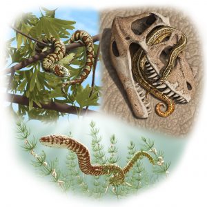 Rekonstrukcje przyżyciowe najstarszych znanych kopalnych węży. Autor: julius T. Csotonyi